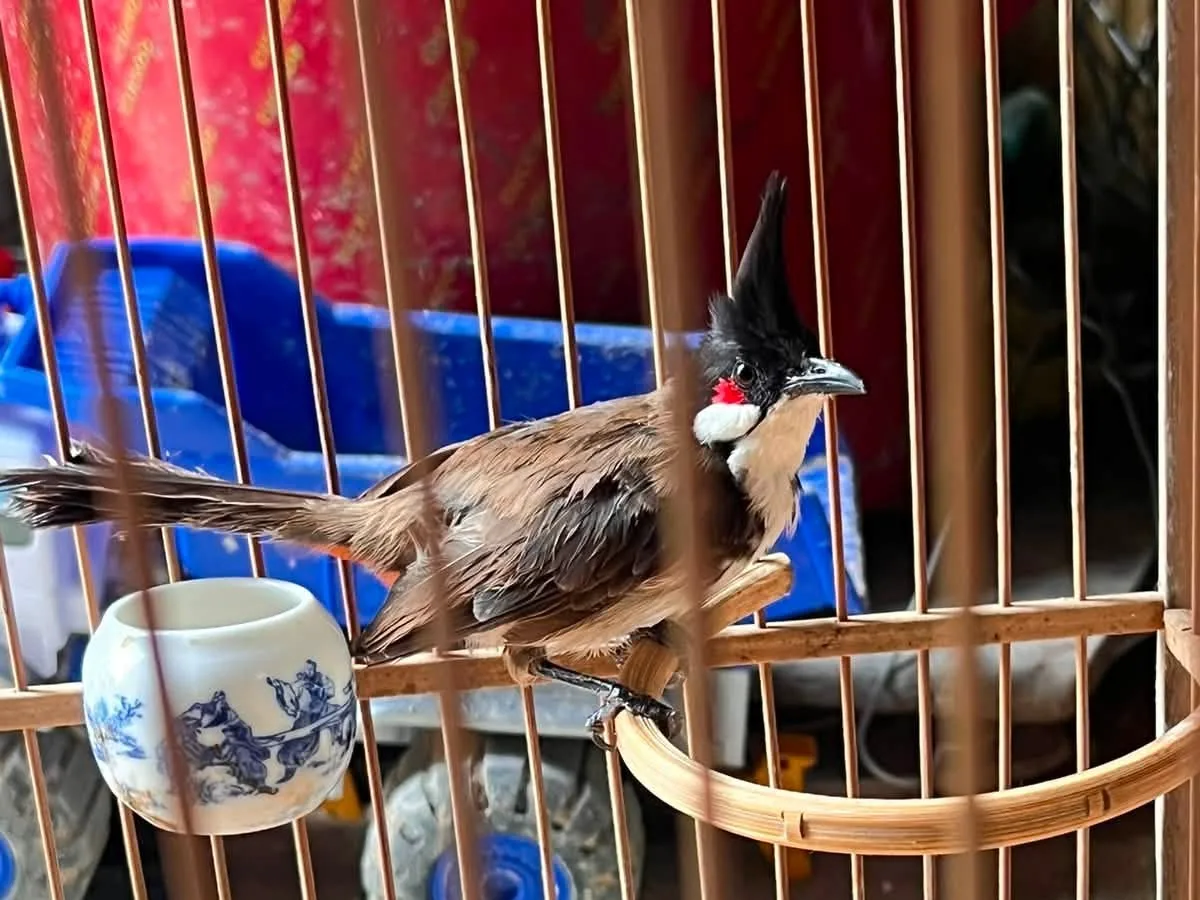 Chào mào đứng trên cầu lồng luyện giọng mỗi ngày
