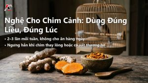 Nghệ Cho Chim Cảnh: Dùng Đúng Liều, Đúng Lúc, Tránh Lạm Dụng