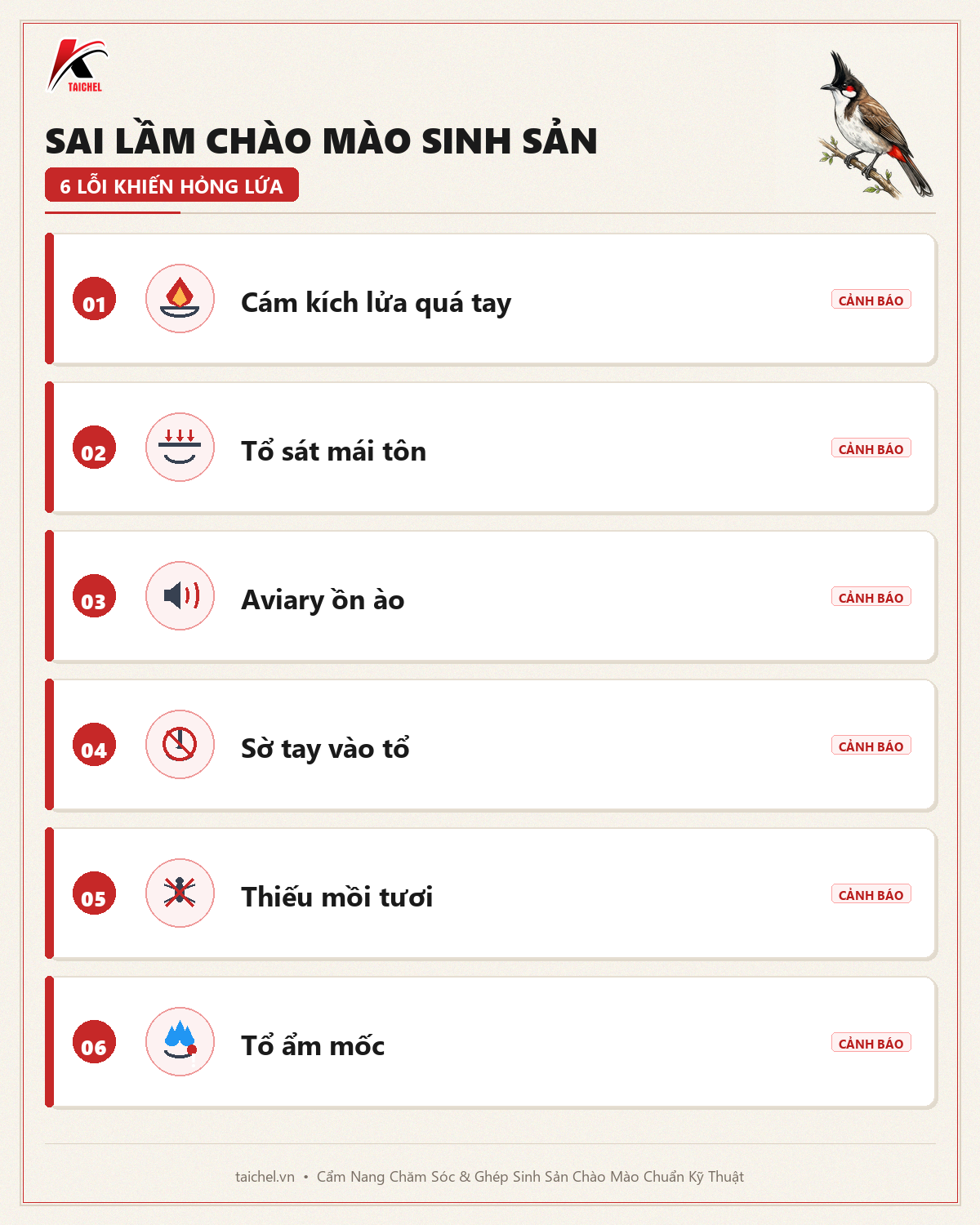 Infographic Sai Lầm Chào Mào Sinh Sản: 6 Lỗi Phổ Biến Khiến Hỏng Lứa