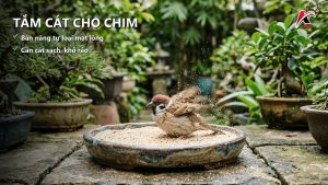 Ảnh minh hoạ Tắm cát cho chim cảnh: Bản năng tự loại mạt lông và những điều cần biết trước khi thử cho chim lồng
