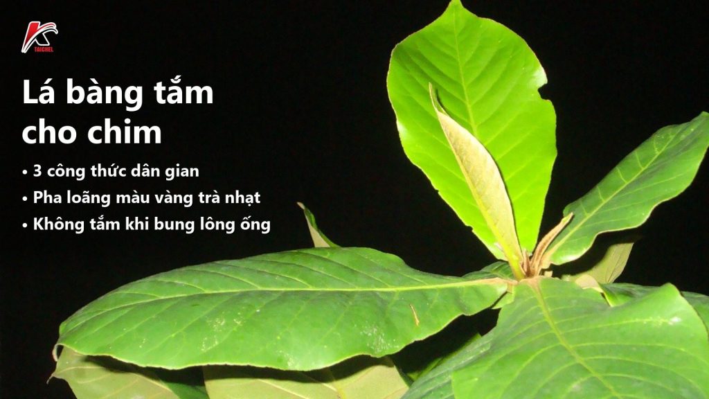 Lá bàng tắm cho chim: Tác dụng, cách nấu và lưu ý khi chim uống