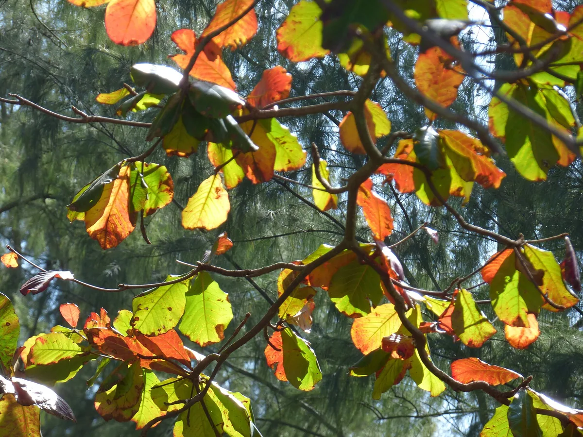 Lá bàng Terminalia catappa đỏ vàng và xanh còn trên cành cây