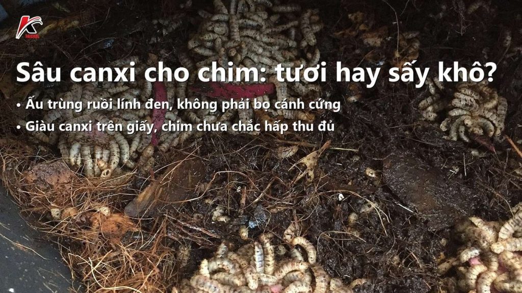 Sâu Canxi Cho Chim: Là Gì, Tươi Hay Sấy Khô Và Cho Ăn Thế Nào
