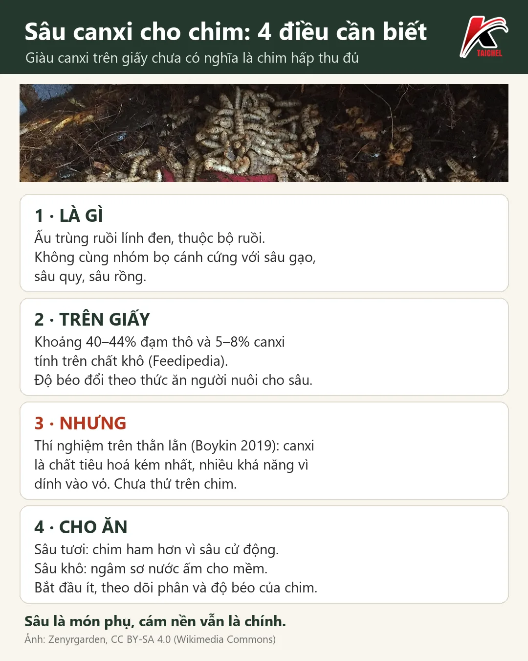 Infographic: Sâu Canxi Cho Chim: Là Gì, Tươi Hay Sấy Khô Và Cho Ăn Thế Nào