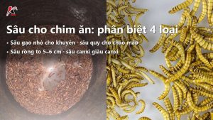 Sâu Cho Chim Ăn: Phân Biệt Sâu Gạo, Sâu Quy, Sâu Rồng Và Sâu Canxi