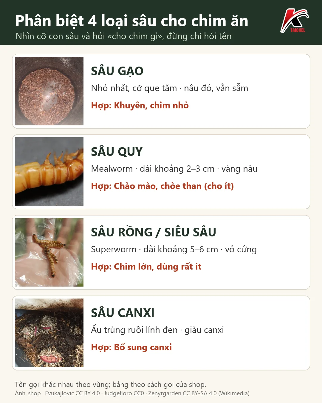 Infographic: Sâu Cho Chim Ăn: Phân Biệt Sâu Gạo, Sâu Quy, Sâu Rồng Và Sâu Canxi