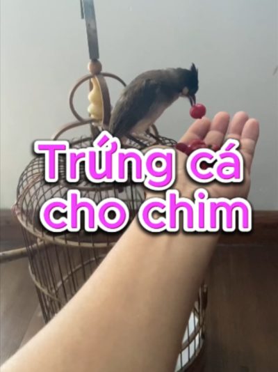 quả trứng cá cho chim ăn rất tốt Quả trứng cá có thể dùng như một loại trái cây bổ sung cho nhiều loài chim ăn quả vì mềm, dễ mổ và có vị ngọt tự nhiên. Ưu điểm chính là giúp đa dạng khẩu phần, bổ sung nước, chất xơ và một số vi chất từ thực vật. Tuy nhiên, “rất tốt” không có nghĩa là cho ăn nhiều mỗi ngày. Nên dùng quả chín sạch, không dính thuốc, cho lượng nhỏ và bỏ phần thừa sớm để tránh lên men. Nếu chim đi phân lỏng sau khi ăn, cần giảm lượng. Cám chim TAICHEL vẫn nên là nền khẩu phần ổn định, còn quả trứng cá dùng để bổ sung. #quatrungca #chimcanh #chaomao #traicaychochim #dinhduongchim #camchimTAICHEL #TAICHEL