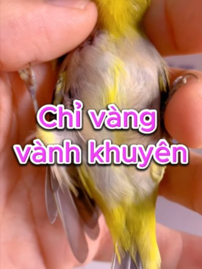 phân biệt vành khuyên trống mái Phân biệt vành khuyên trống mái không nên dựa vào một đặc điểm duy nhất. Khuyên trống trưởng thành thường có thân thon, đầu và mỏ nhìn mạnh hơn, tư thế đứng cao, lanh và đặc biệt có khả năng hót chuyện, lên giọng dài, nhiều âm hơn. Khuyên mái thường thiên về tiếng gọi ngắn, ít phát triển thành chuỗi hót phức tạp. Các dấu hiệu như màu lông, vòng mắt, dáng đầu hay kích thước chỉ nên dùng để tham khảo vì còn phụ thuộc tuổi và từng cá thể. Muốn xác định chắc chắn hơn nên kết hợp ngoại hình, hành vi và giọng hót. Cám chim TAICHEL giúp duy trì nền dinh dưỡng ổn định khi chăm khuyên. #vanhkhuyen #khuyentrongmai #phanbiettrongmai #chimcanh #nuoikhuyen #camchimTAICHEL #TAICHEL