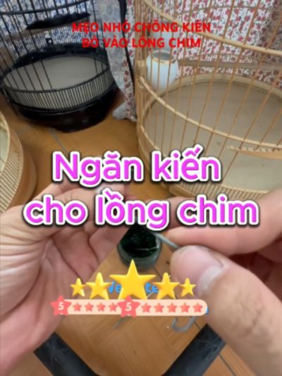 chống kiến cho chim cảnh Kiến thường tìm đến lồng chim vì cám, trái cây chín và thức ăn rơi dưới đáy. Muốn chống kiến hiệu quả, trước tiên phải giảm nguồn thu hút: dọn cám rơi, bỏ trái cây thừa và vệ sinh khay đáy mỗi ngày. Với lồng treo, có thể tạo điểm chặn kiến ở móc hoặc chân giá bằng giải pháp cơ học an toàn, tránh để chim tiếp xúc hóa chất diệt côn trùng. Không phun thuốc kiến gần lồng, máng ăn hay nước uống vì có nguy cơ gây độc. Cám chim TAICHEL nên bảo quản kín, khô và lấy lượng vừa đủ để hạn chế thức ăn dư thu hút kiến. #chongkien #chimcanh #chaomao #vesinhlongchim #chamsocchim #camchimTAICHEL #TAICHEL