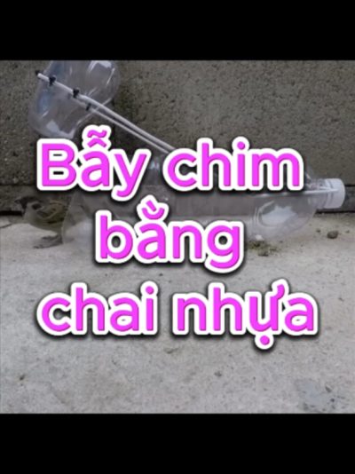 bẫy chim bằng đồ tự chế Bẫy chim bằng đồ tự chế tiềm ẩn nhiều nguy cơ nếu dụng cụ không kiểm soát được lực giữ. Dây siết, keo dính, lưới hoặc cơ cấu đóng mạnh có thể làm chim gãy chân, tổn thương cánh, rụng lông và kiệt sức khi vùng vẫy. Đặc biệt, bẫy đặt ngoài tự nhiên còn có thể bắt nhầm chim non hoặc loài cần được bảo vệ. Vì vậy, không nên tự chế dụng cụ gây thương tích để săn bắt chim. Với chim cảnh có nguồn gốc hợp pháp, giá trị nằm ở cách chăm sóc lâu dài. Cám chim TAICHEL có thể làm nền khẩu phần ổn định, hỗ trợ người nuôi duy trì thể trạng chim. #baychim #baovechim #chimcanh #phucloidongvat #chamsocchim #camchimTAICHEL #TAICHEL